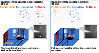 neural ensembles generated in decision-making