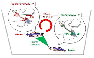 putative roles of the habenula-IPN pathways