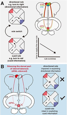 behavioral defects caused by impairment of the winner's pathway