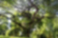 Tree-pruning-5-1.jpg