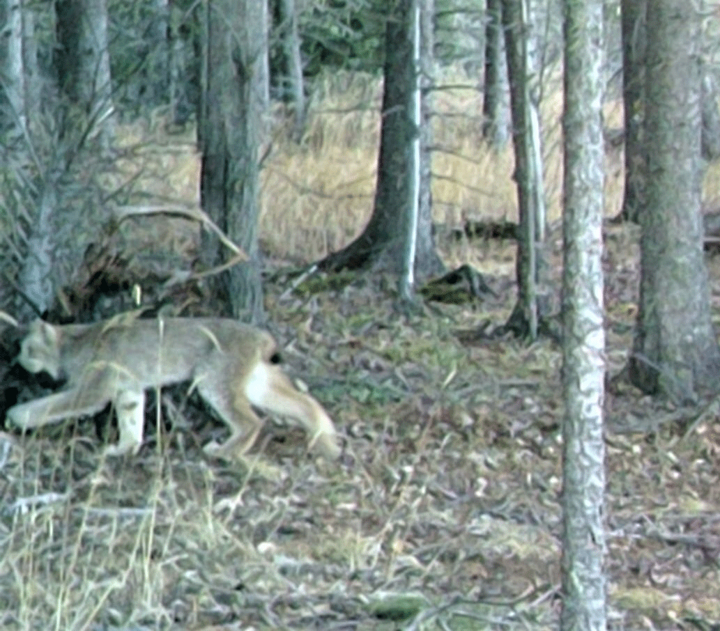 Valid Outfitters Alberta Trail Cam