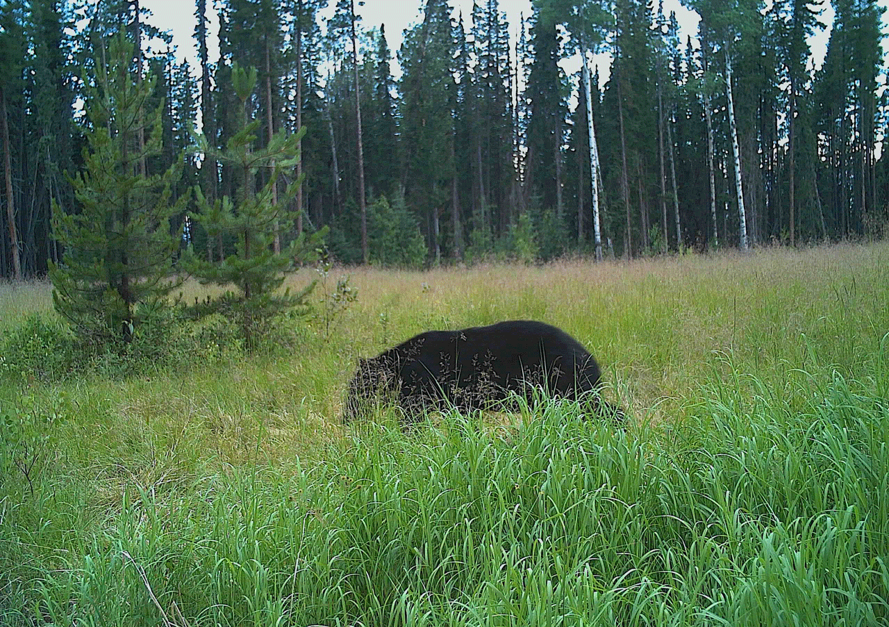 Valid Outfitters Alberta Trail Cam