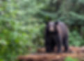 Black Bear Hunting Outfitters Saskatchewan