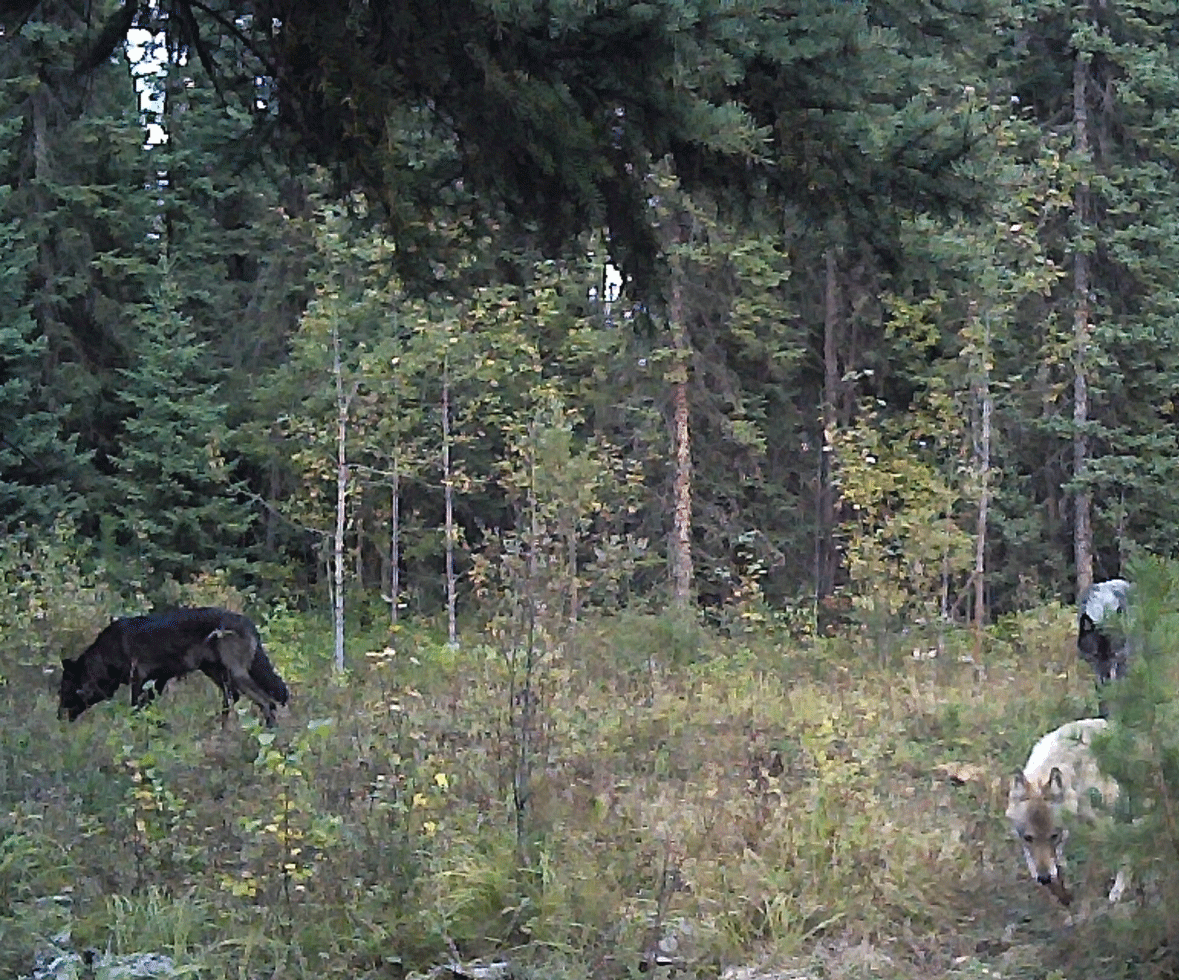 Valid Outfitters Alberta Trail Cam