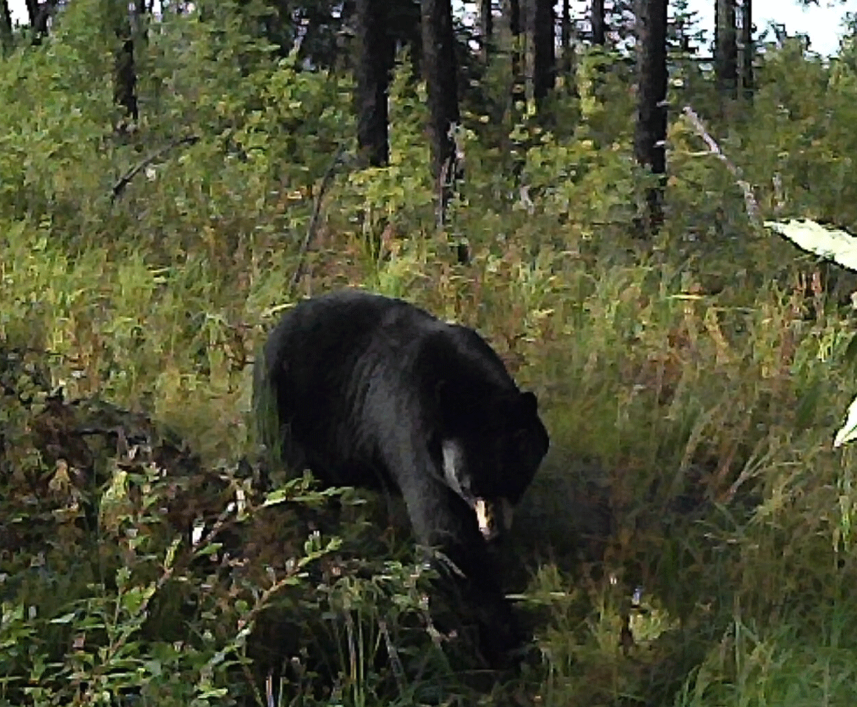 Valid Outfitters Alberta Trail Cam