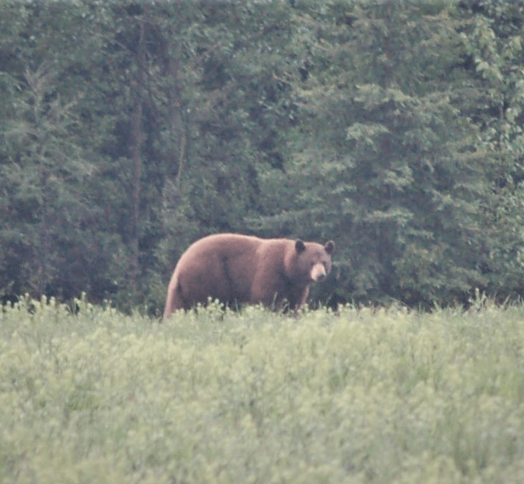 Valid Outfitters Alberta Trail Cam