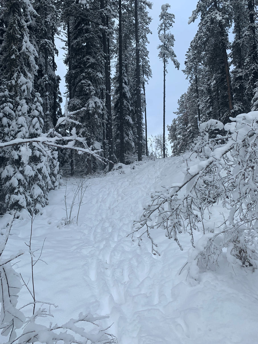 Hunting Alberta Canada