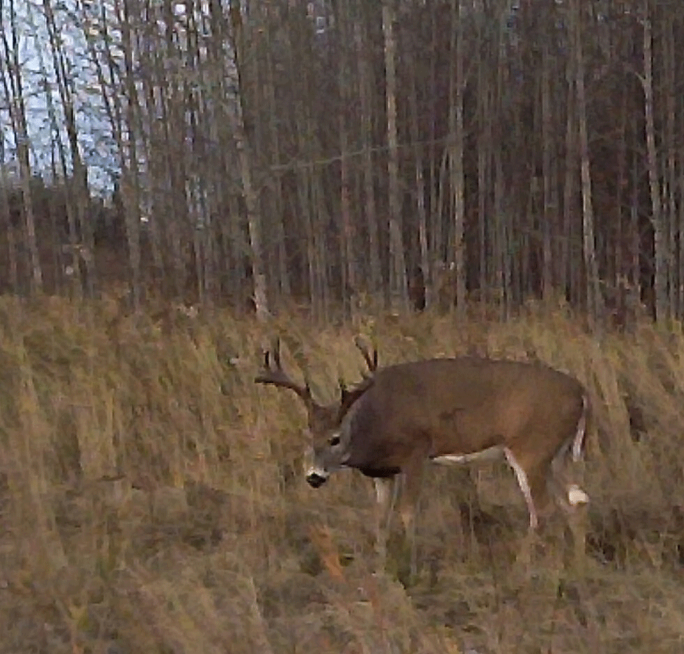 Valid Outfitters Alberta Trail Cam