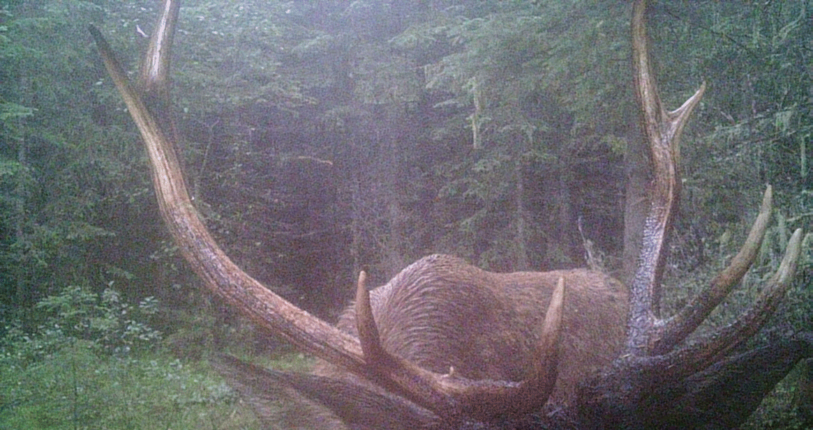 Valid Outfitters Alberta Trail Cam