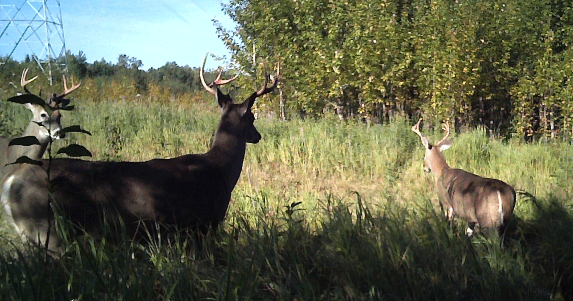 Valid Outfitters Alberta Trail Cam