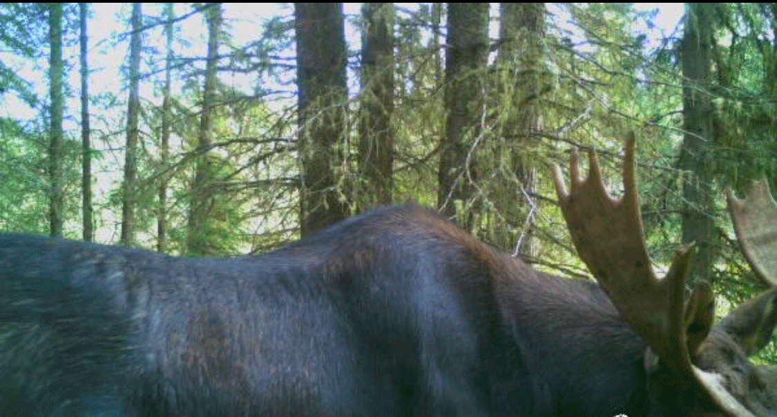 Valid Outfitters Alberta Trail Cam