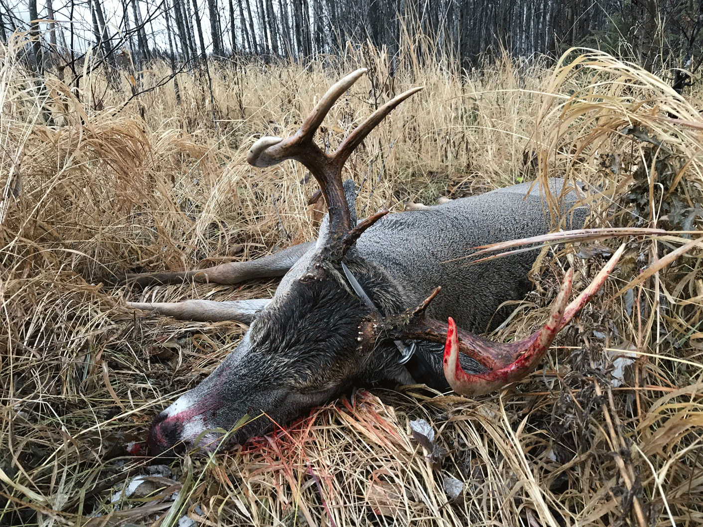 Alberta Deer Hunting