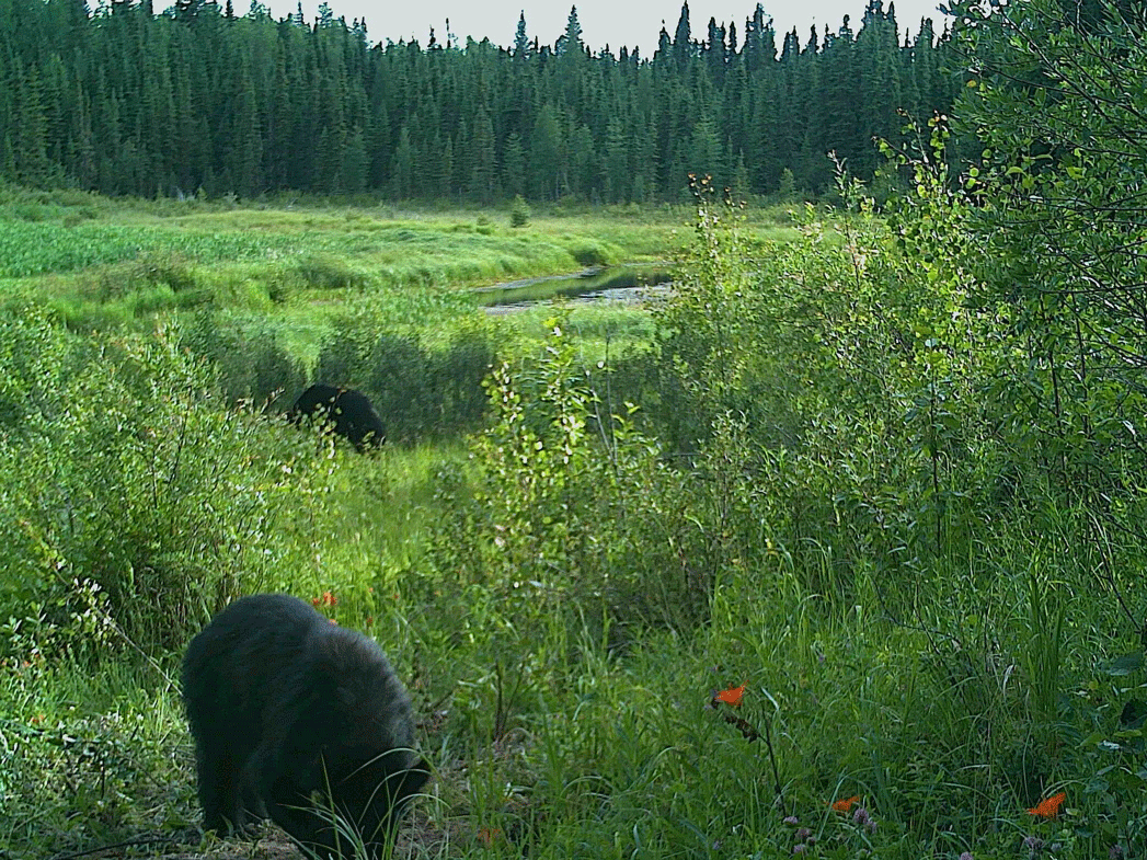 Valid Outfitters Alberta Trail Cam