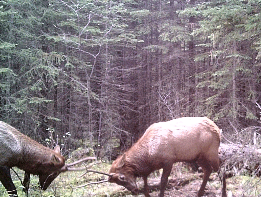 Valid Outfitters Alberta Trail Cam