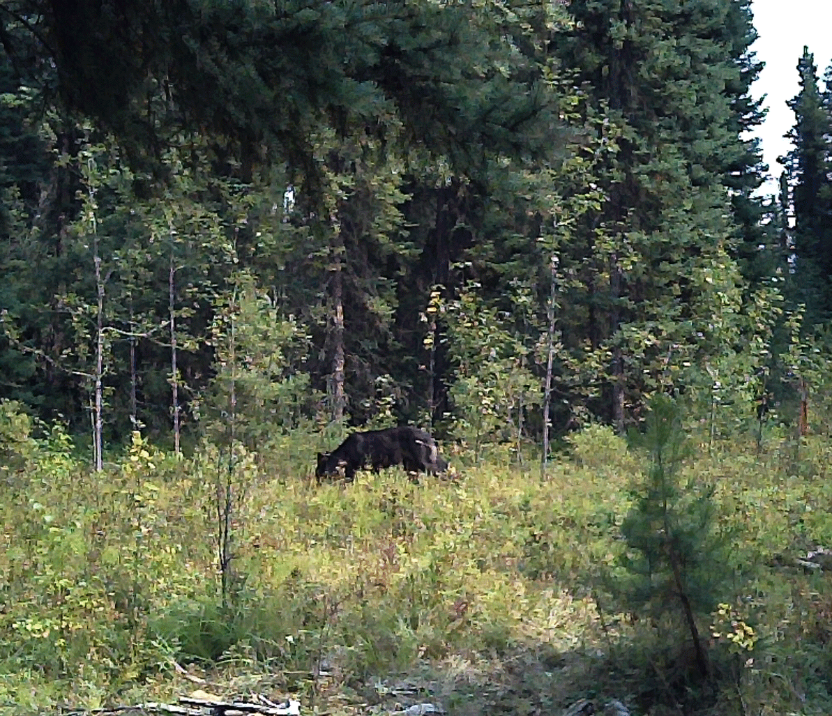 Valid Outfitters Alberta Trail Cam