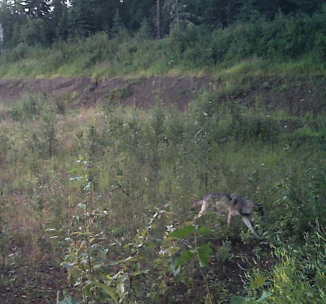 Valid Outfitters Alberta Trail Cam