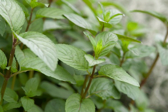 peppermint