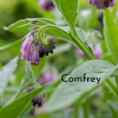 comfrey plant and flowers