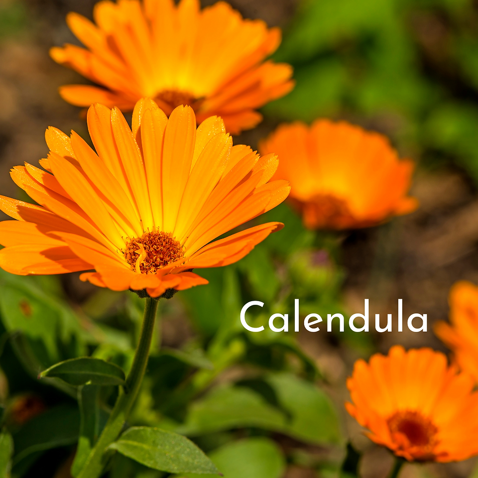 orange calendula flowers