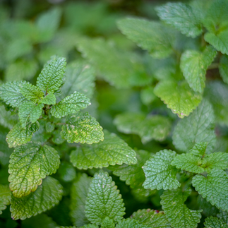 lemon balm plant