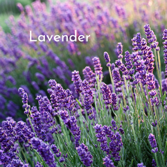 lavender flowers