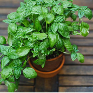a basil plant in terracotta pot