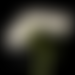 white yarrow flower with a black background