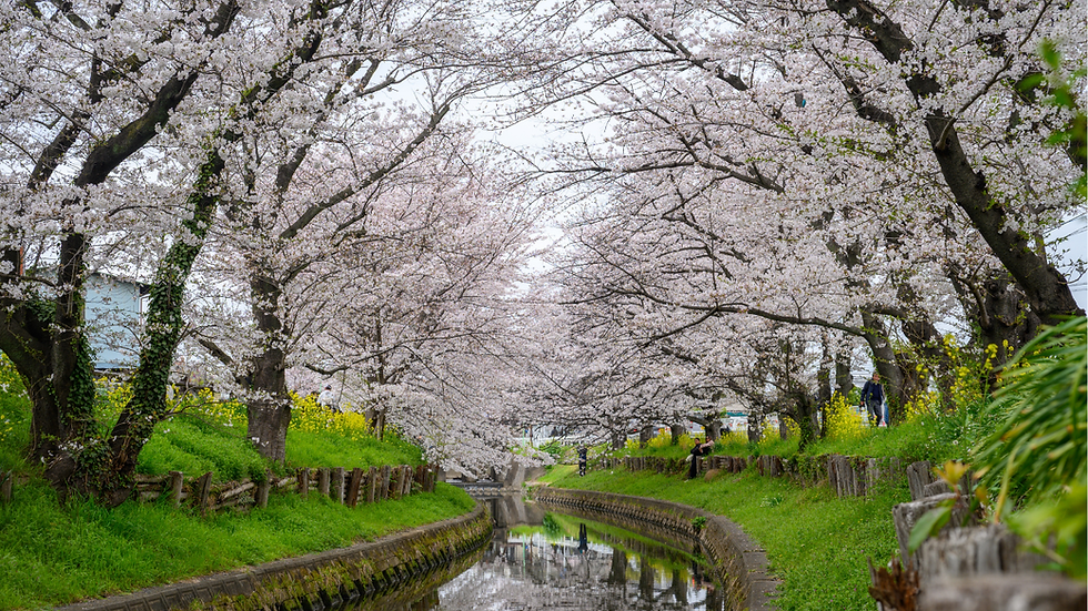 a scene of trees with Spring buds and a stream running under the trees
