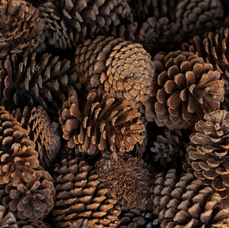 pinecones