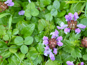 Wild Herbs Growing in Your Yard