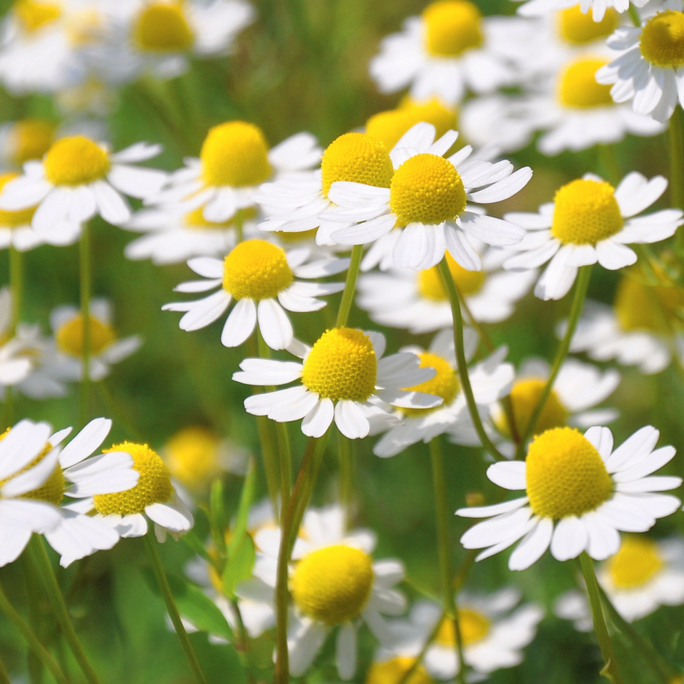 chamomile blossoms