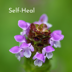 self-heal flower