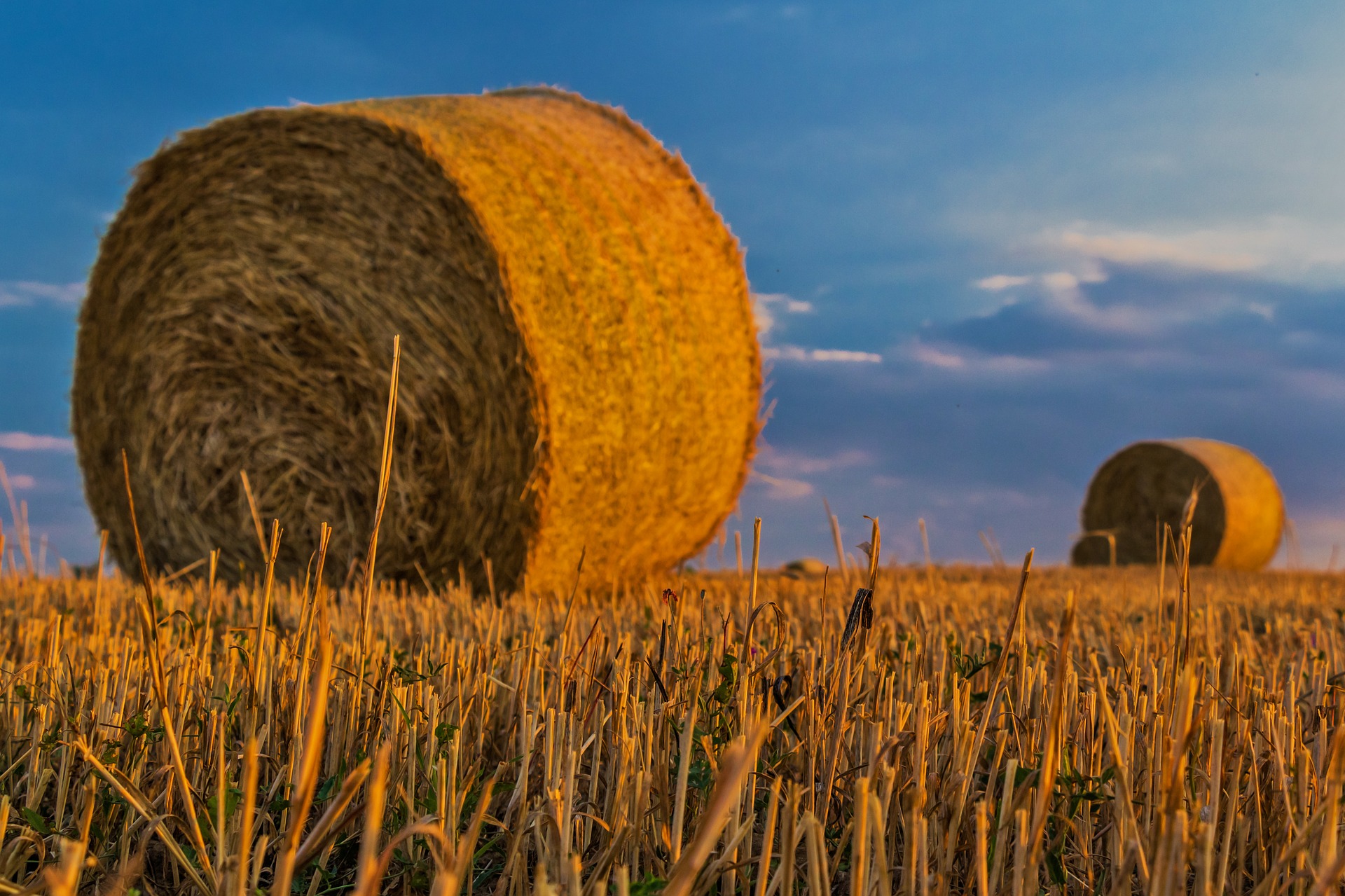 agricoltura