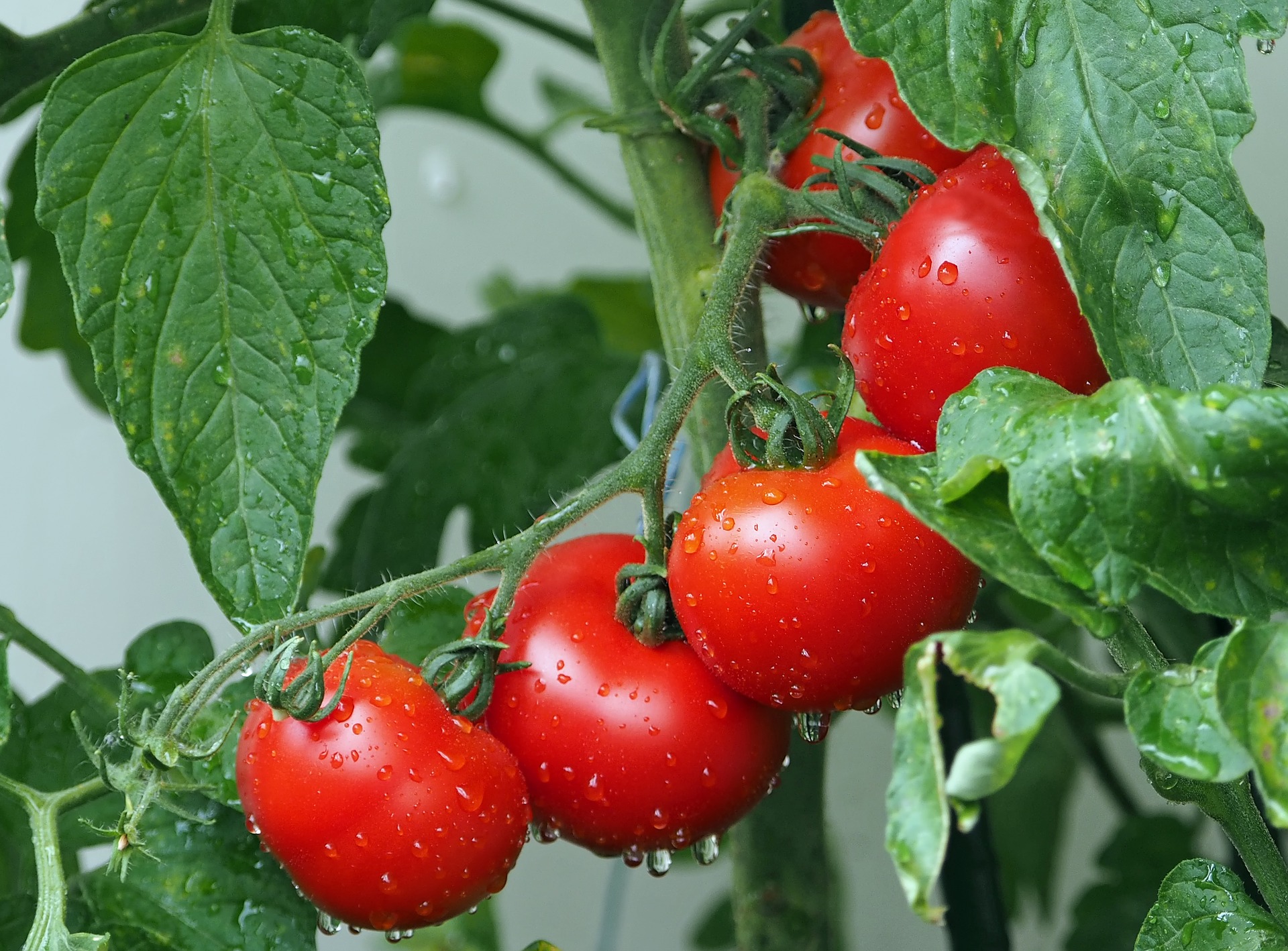 piantine pomodoro