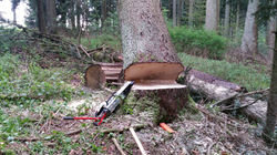 20701001_Faellkeil_Arnold-S_Anwend_02