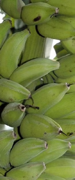Virupakshi banana from India