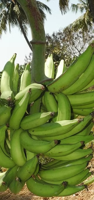 Nendran banana from India