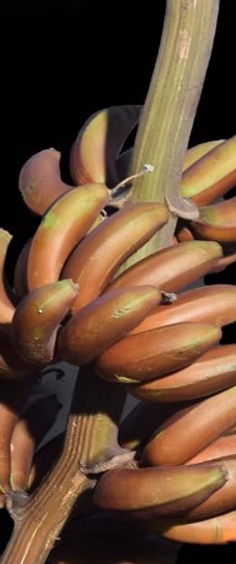 Red banana from India