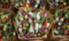 Tulipe, P