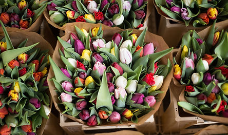 Tulipe, P