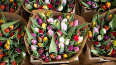 Seasonal Flower of the Month: Tulip Tales