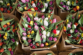 Bouquet of Flowers