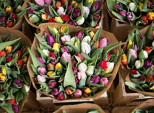 Mazzi di tulipani colorati