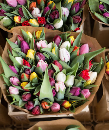 Tulpaner och snittblommor online