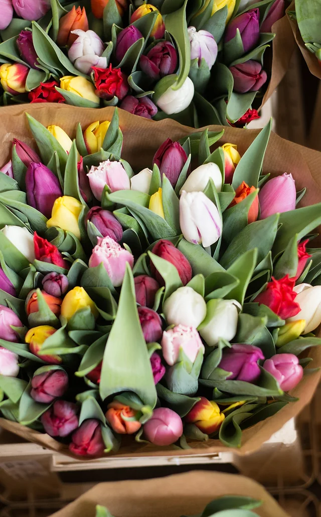 Fleuriste Bordeaux Merignac Lathyrus