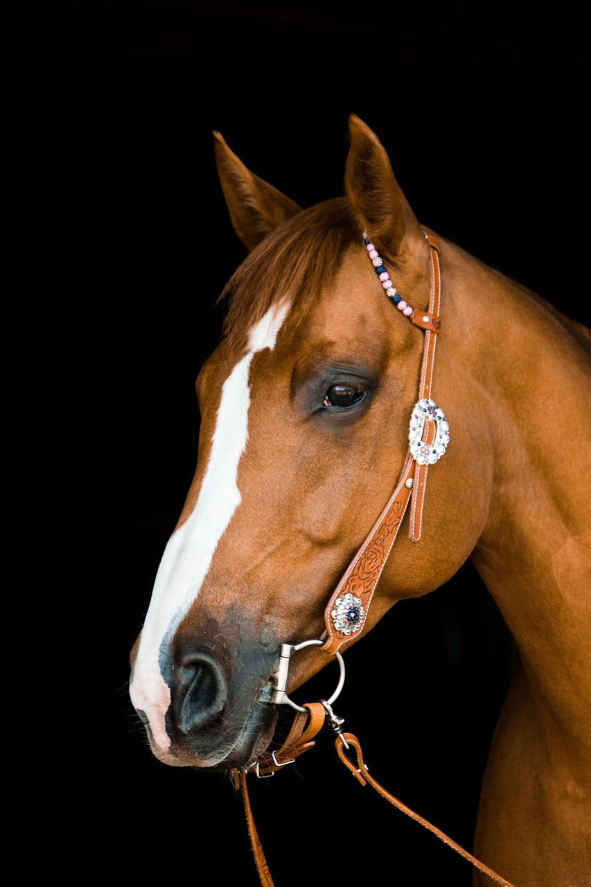 A Horse Named Star