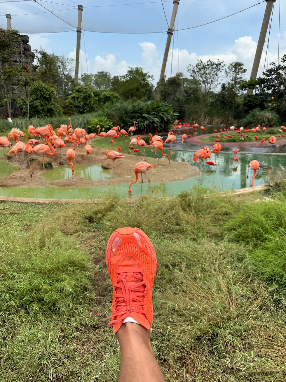 Find your flamboyance