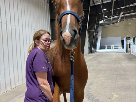 Understanding the Equine Shoulder: Anatomy, Function, and Common Issues