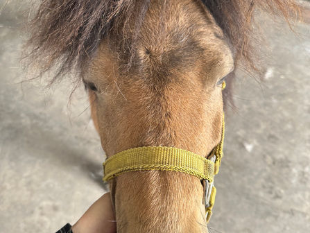 Unveiling the Connection: The Role of Neurology in Animal Chiropractic