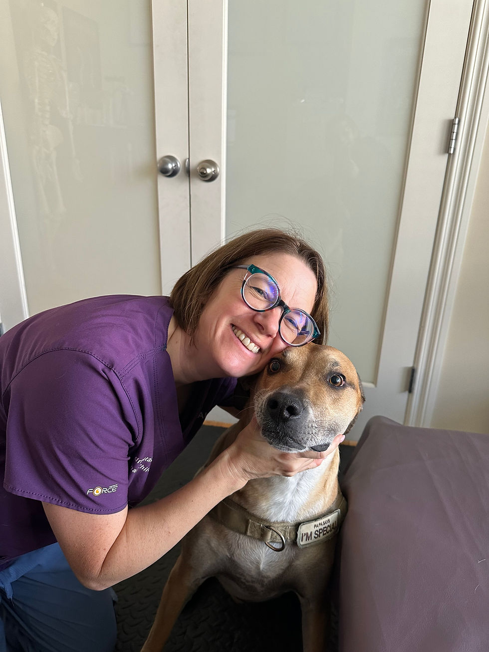 Top 3 Reasons People Bring Their Dogs to See Dr. Natalie for Canine Chiropractic Care